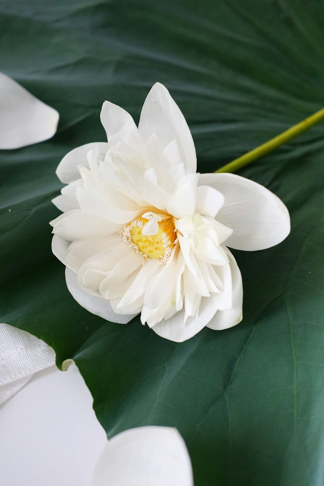 百万网友力挺！张柏芝在外网为祖国点赞！港台艺人独一份就该她火 内外网齐发爱国心